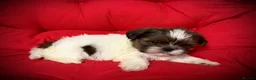 Shih Tzu dogs for sale: PURE TINY SHIH TZU PUPPIES😍 - Advert 12