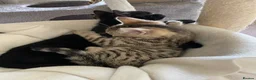 Bengal cats for sale: Bengal cross  - Advert 5