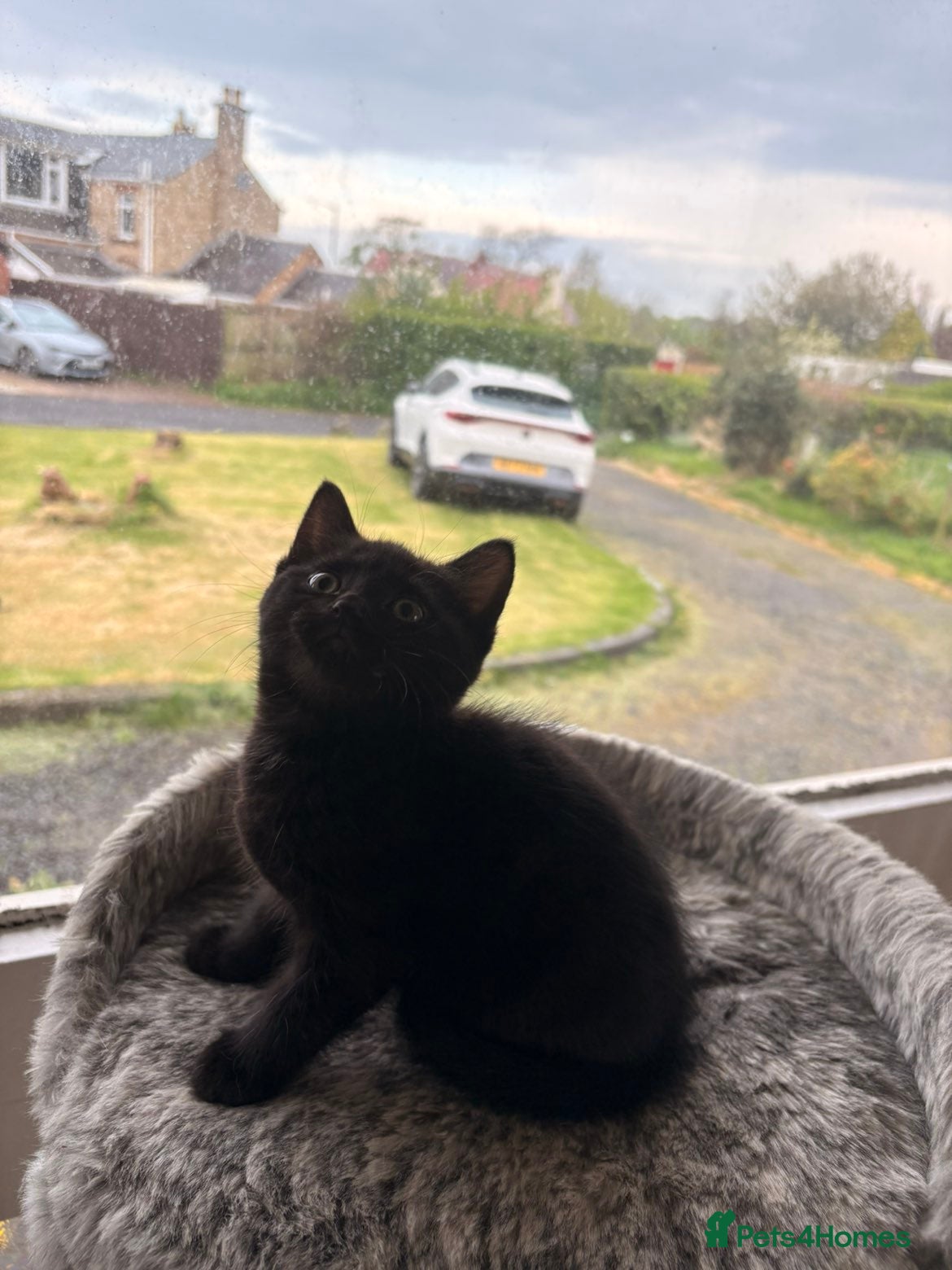 Mixed Breed cats Beautiful kittens for sale - Advert 1
