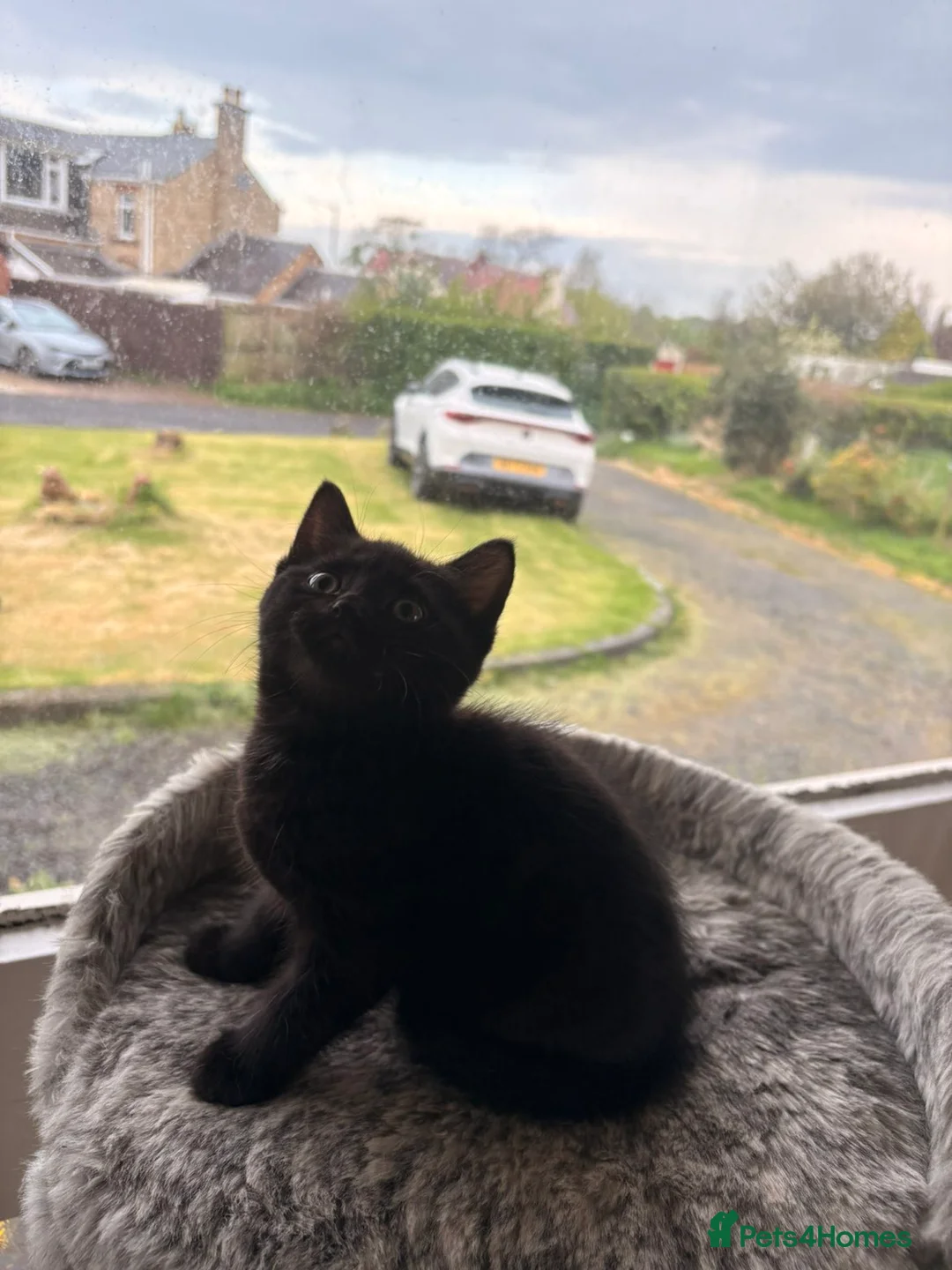 Mixed Breed cats for sale: Beautiful kittens for sale - Advert 1