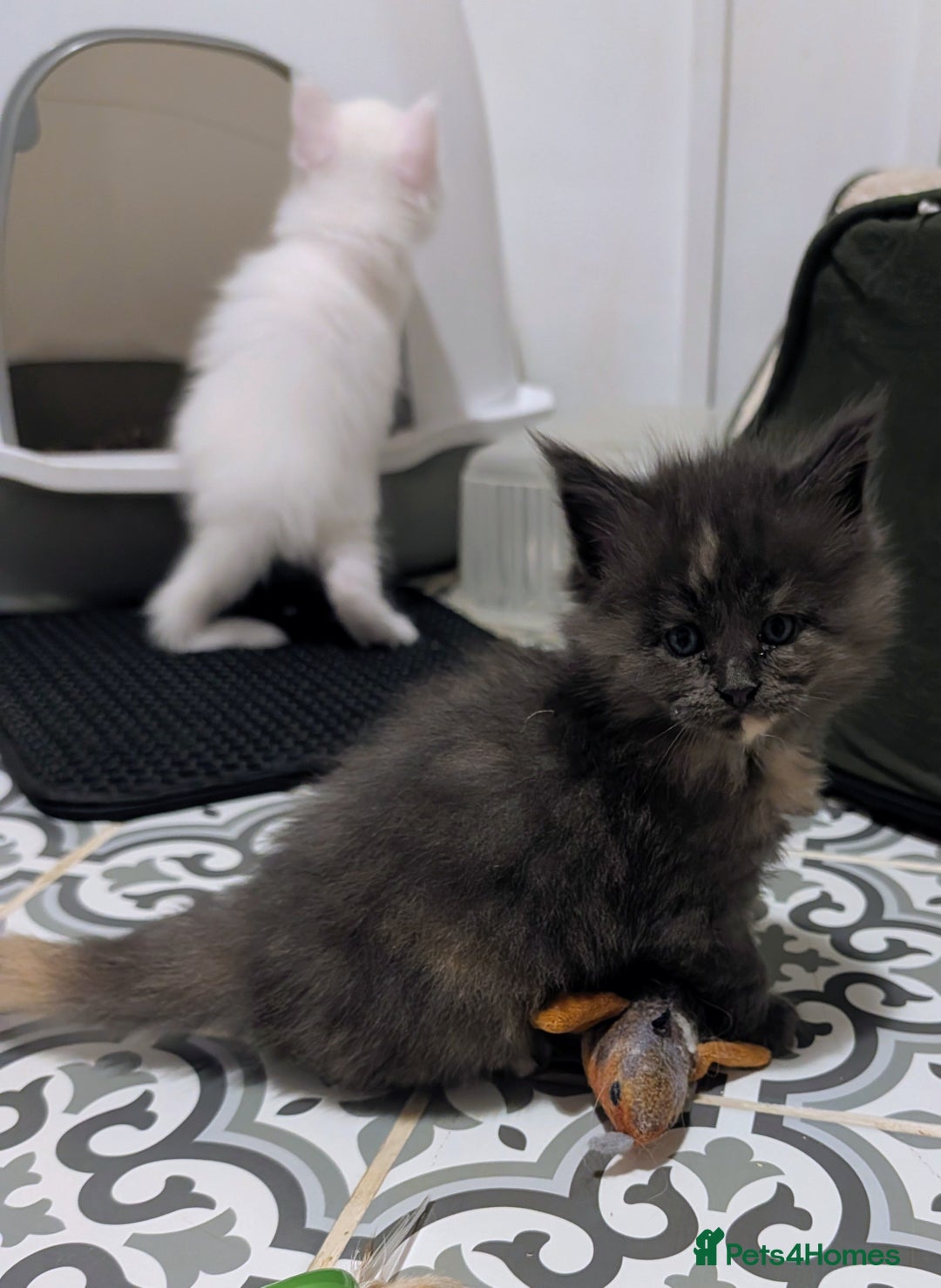 Maine Coon cats for sale: Beautiful Tica Registered Maine Coon Kittens  - Advert 30