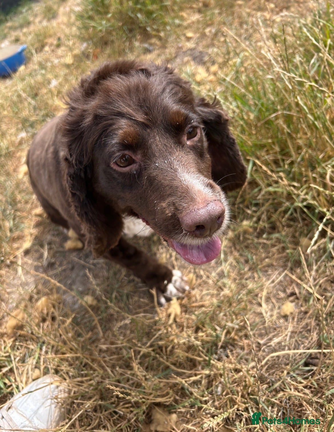 Cocker Spaniel dogs Choccy - Advert 3