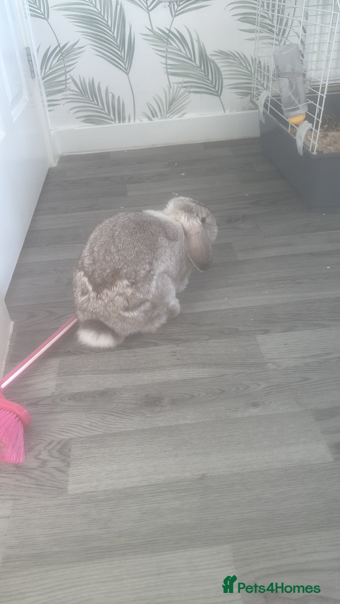 Mini Lop rabbits for sale: Mini flop - Advert 3
