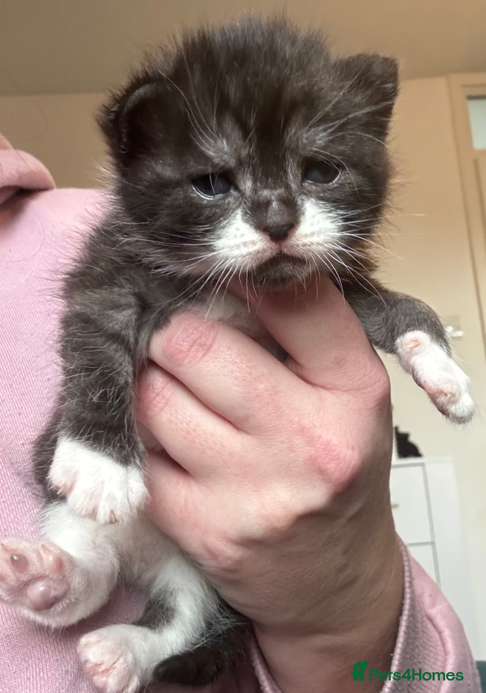 Mixed Breed cats Four beautiful kittens  - Advert 2