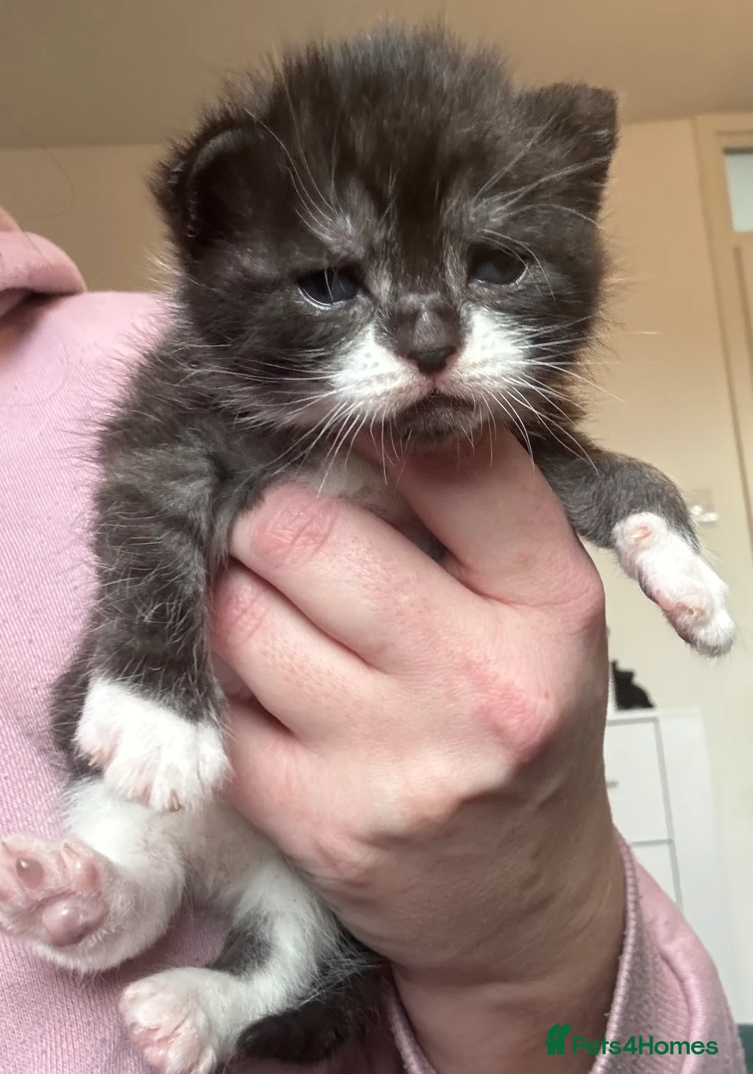 Mixed Breed cats for sale: Four beautiful kittens  - Advert 1