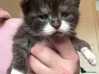 Mixed Breed cats Four beautiful kittens - Advert 2