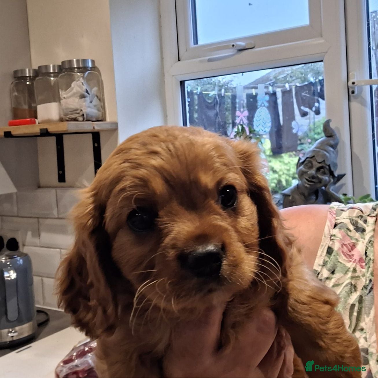 Cavalier King Charles Spaniel dogs Cavalier  1 last red boy  - Advert 2