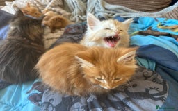 Maine Coon cats for sale: 5 tica registered mainecoon kittens  - Image 22