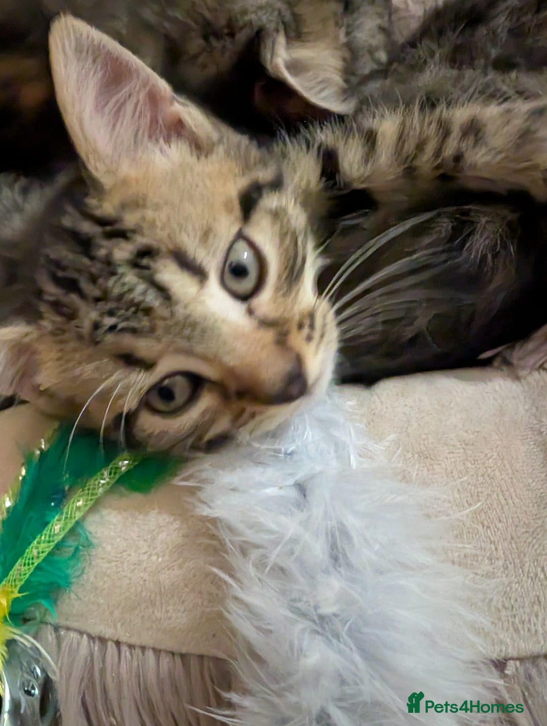 Mixed Breed cats for sale: Beautiful tabby/Calico fluffy kittens  - Advert 9