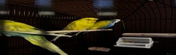 Budgerigars birds for sale: Four bonded budgies in Heriot - Advert 4