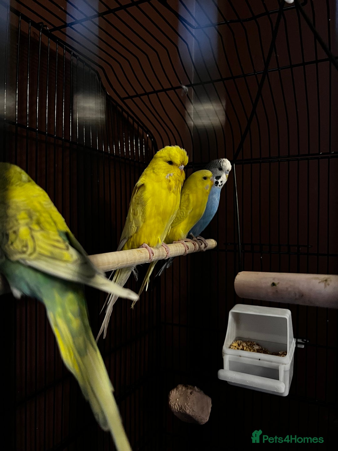 Budgerigars birds for sale: Four bonded budgies in Heriot - Advert 4