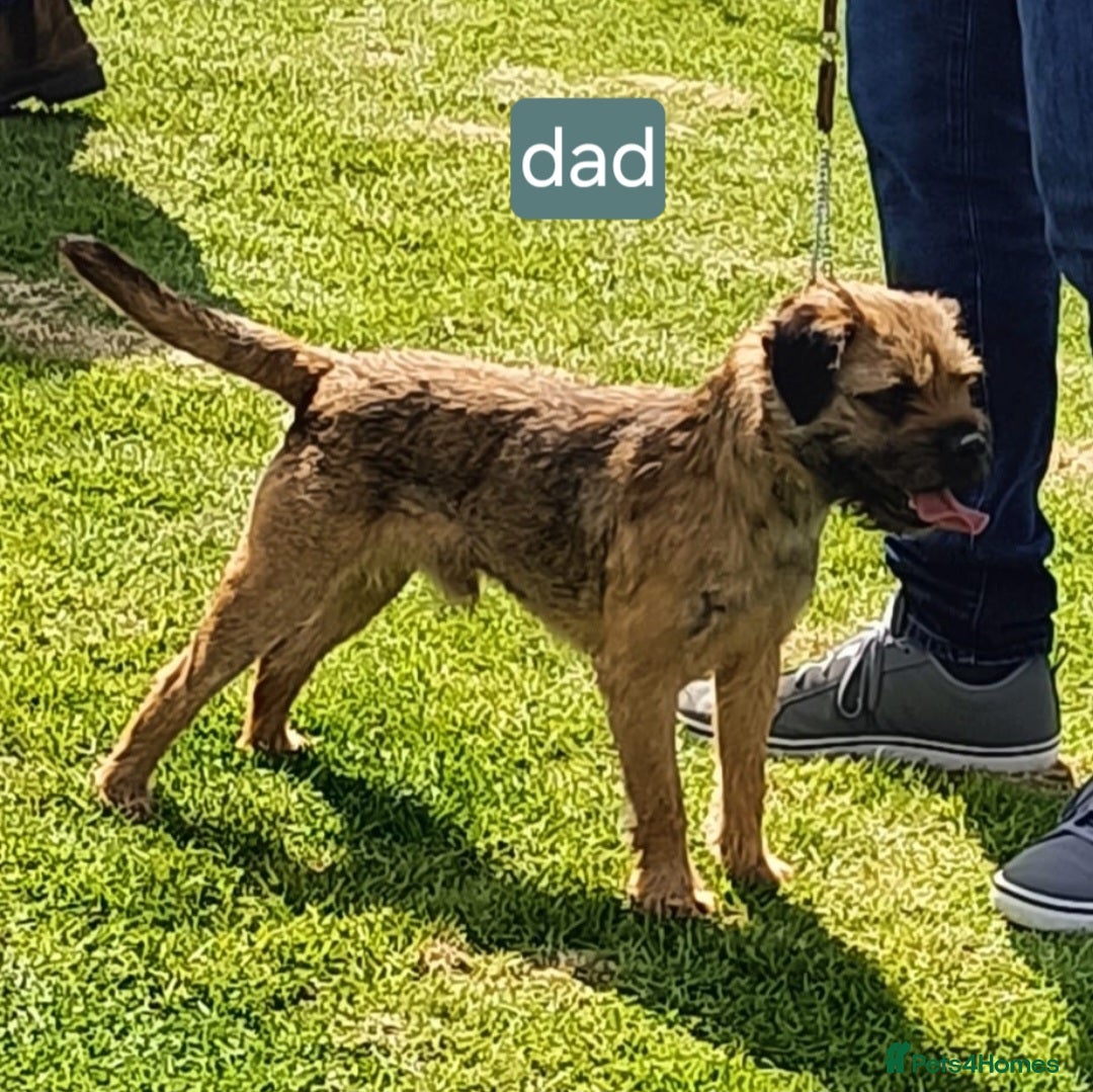 Border Terrier dogs for sale: Kc border terrier  - Advert 2