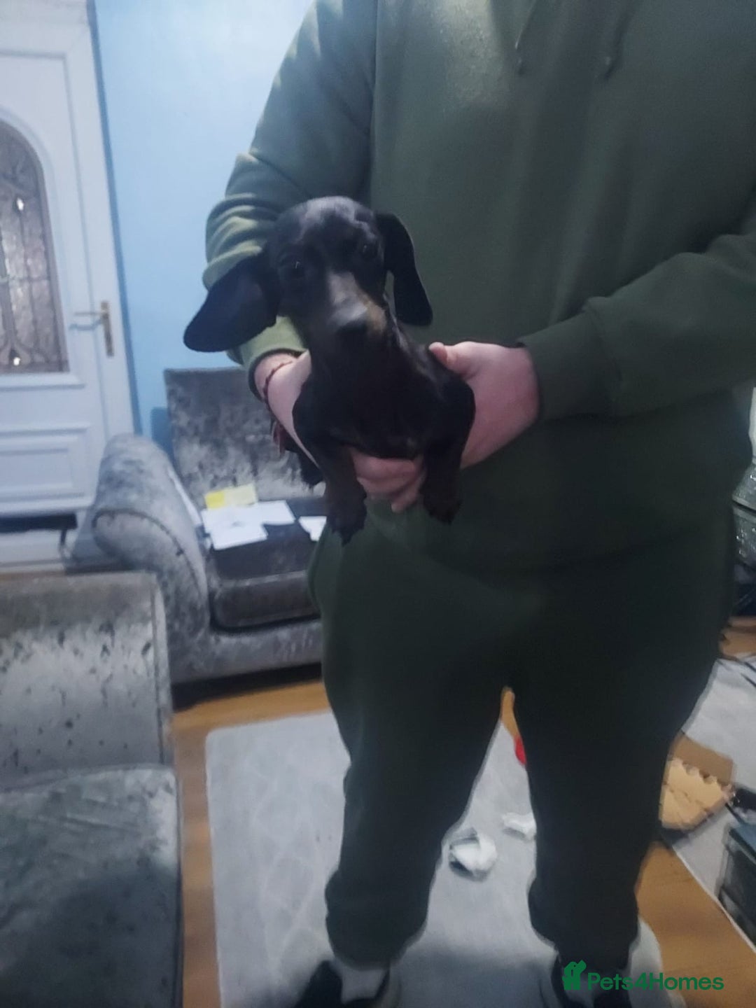 Miniature Dachshund dogs for sale: Miniature daschund  - Advert 2