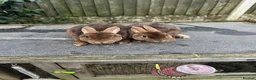 Rex rabbits for sale: Mini caster rex - Advert 2