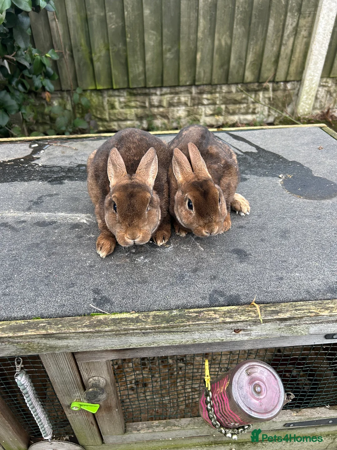 Rex rabbits for sale: Mini caster rex - Advert 2