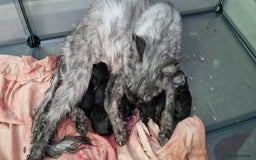 Maine Coon cats for sale: Maine coon kitten - Image 6