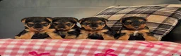 Welsh Terrier dogs for sale: STUNNING WELSH TERRIER PUPPIES AVAILABLE  - Advert 9