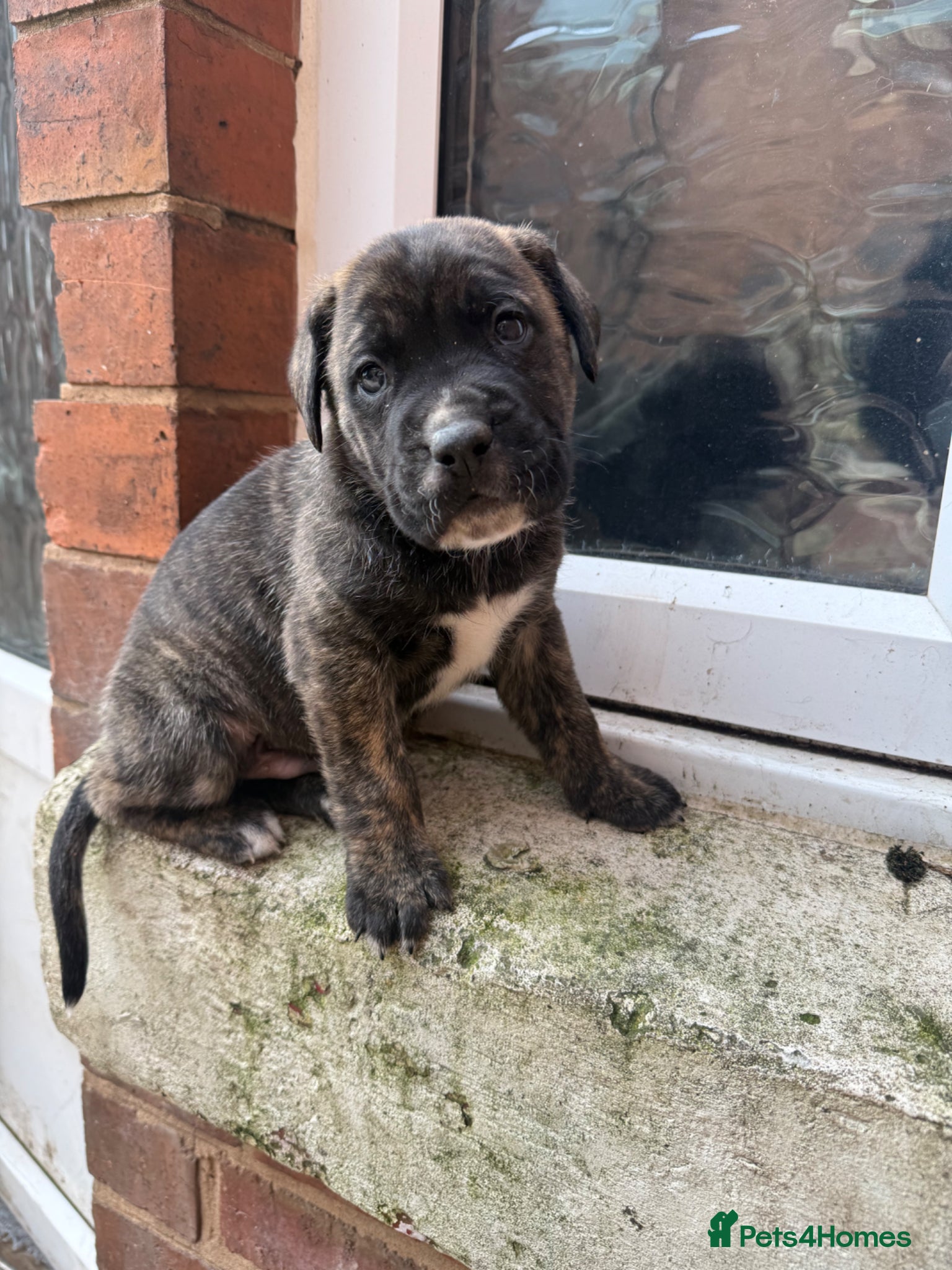 Presa Canario dogs Pure breed presa Canario pups!! - Advert 2