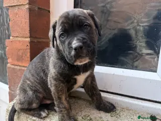 Presa Canario dogs Pure breed presa Canario pups!! - Advert 2
