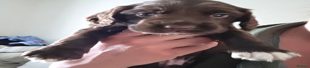 Sprocker Puppy 1