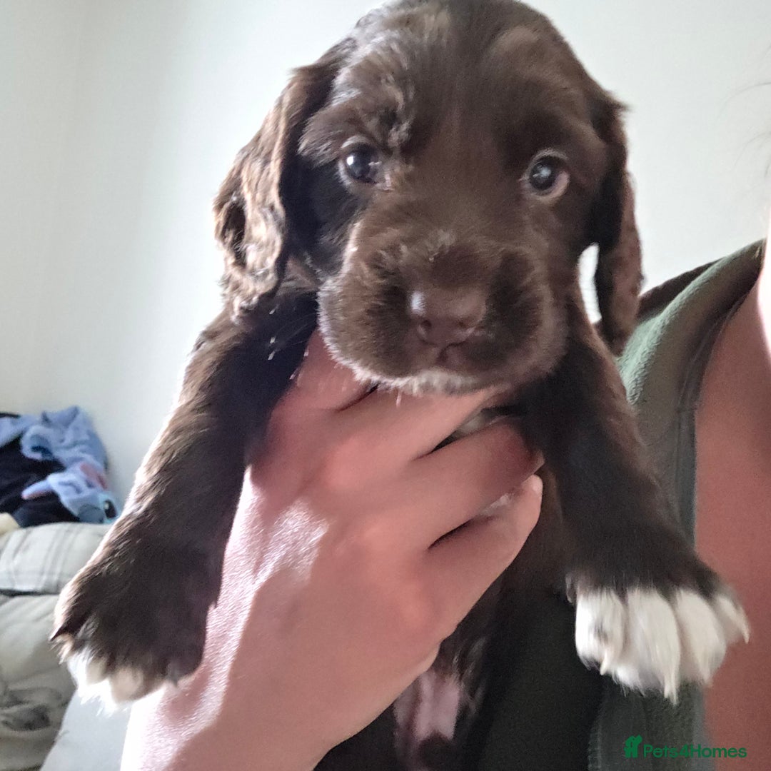 Sprocker dogs for sale: 6 beautiful Sprockers for sale - Image 15