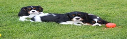 Cavalier King Charles Spaniel dogs for sale: Beautiful Cavalier King Charles Spaniel puppies - Advert 12