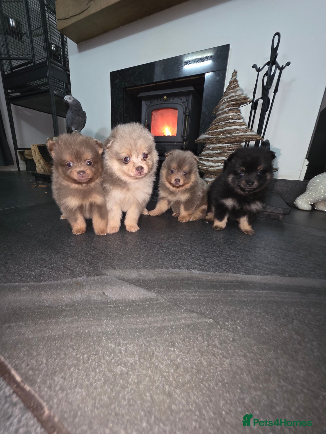 Pomeranian dogs for sale: Beautiful pomeranian puppies  - Advert 5