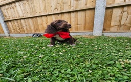 Sprocker dogs for sale: 2 black males !!! 😍 Beautifully marked sprocker! - Image 29