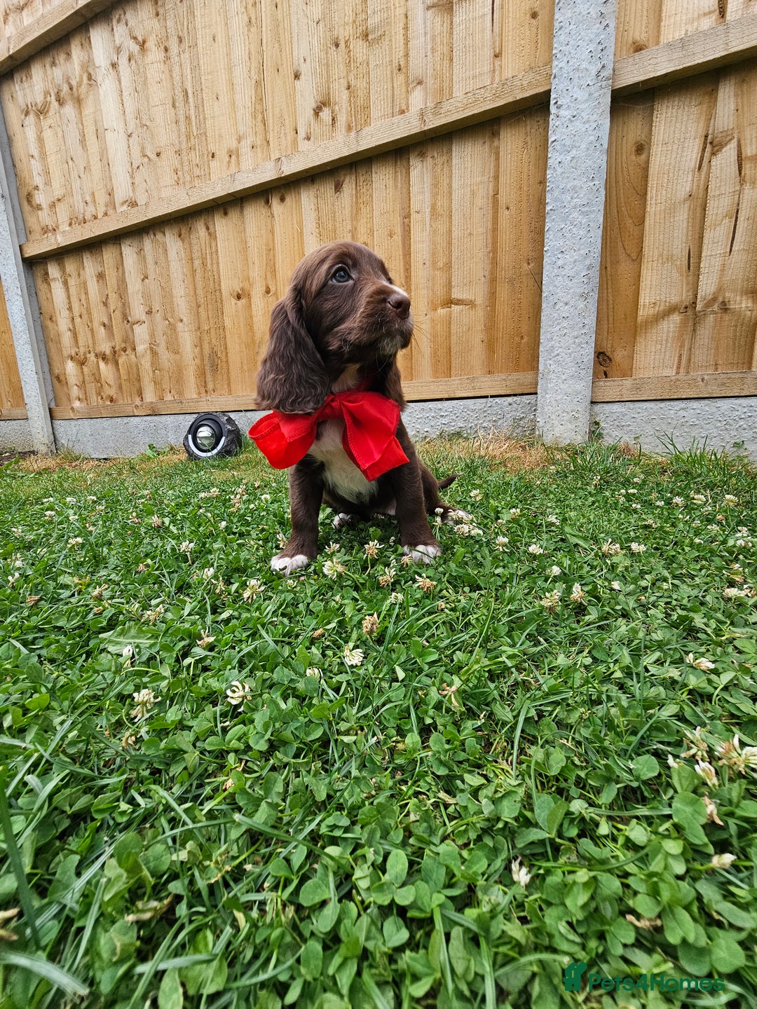 Sprocker dogs for sale: 2 black males !!! 😍 Beautifully marked sprocker! - Image 29