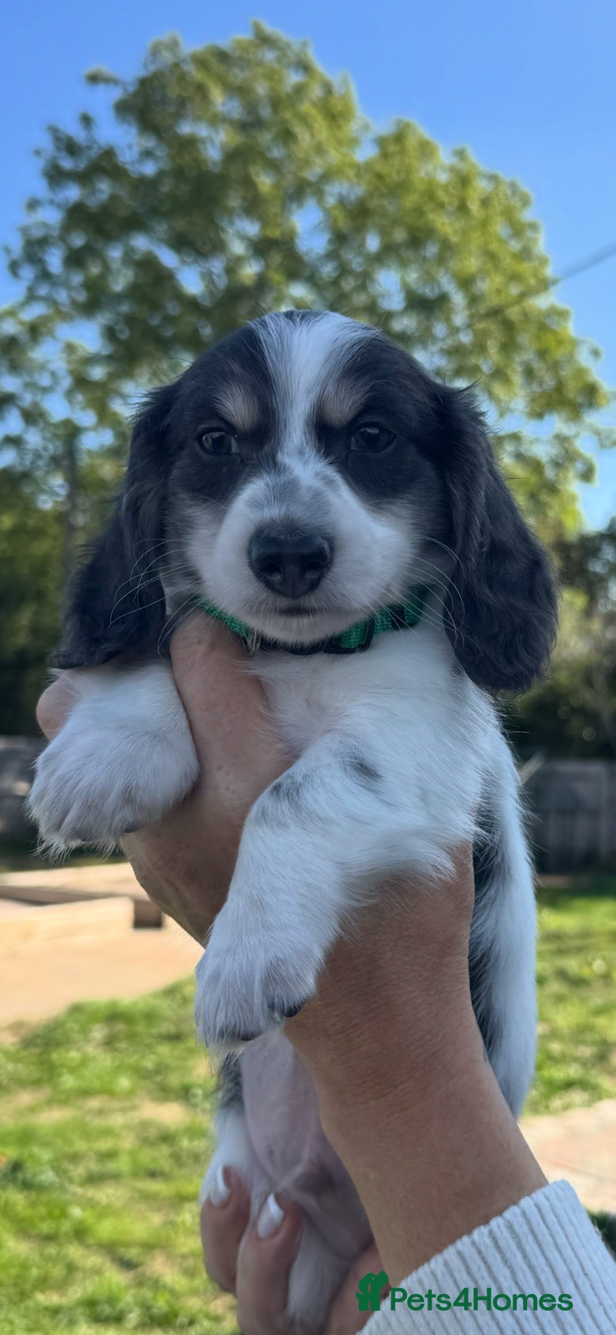 Miniature Dachshund dogs Blue&Cream Piebald Long Haired Miniature Dachshund - Advert 17