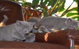 British Shorthair cats for sale: BSH Blue kittens, 3xgirls 3xboys - Image 11