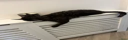 Devon Rex cats for sale: Beautiful Devon Rex boy 5 years  - Advert 4