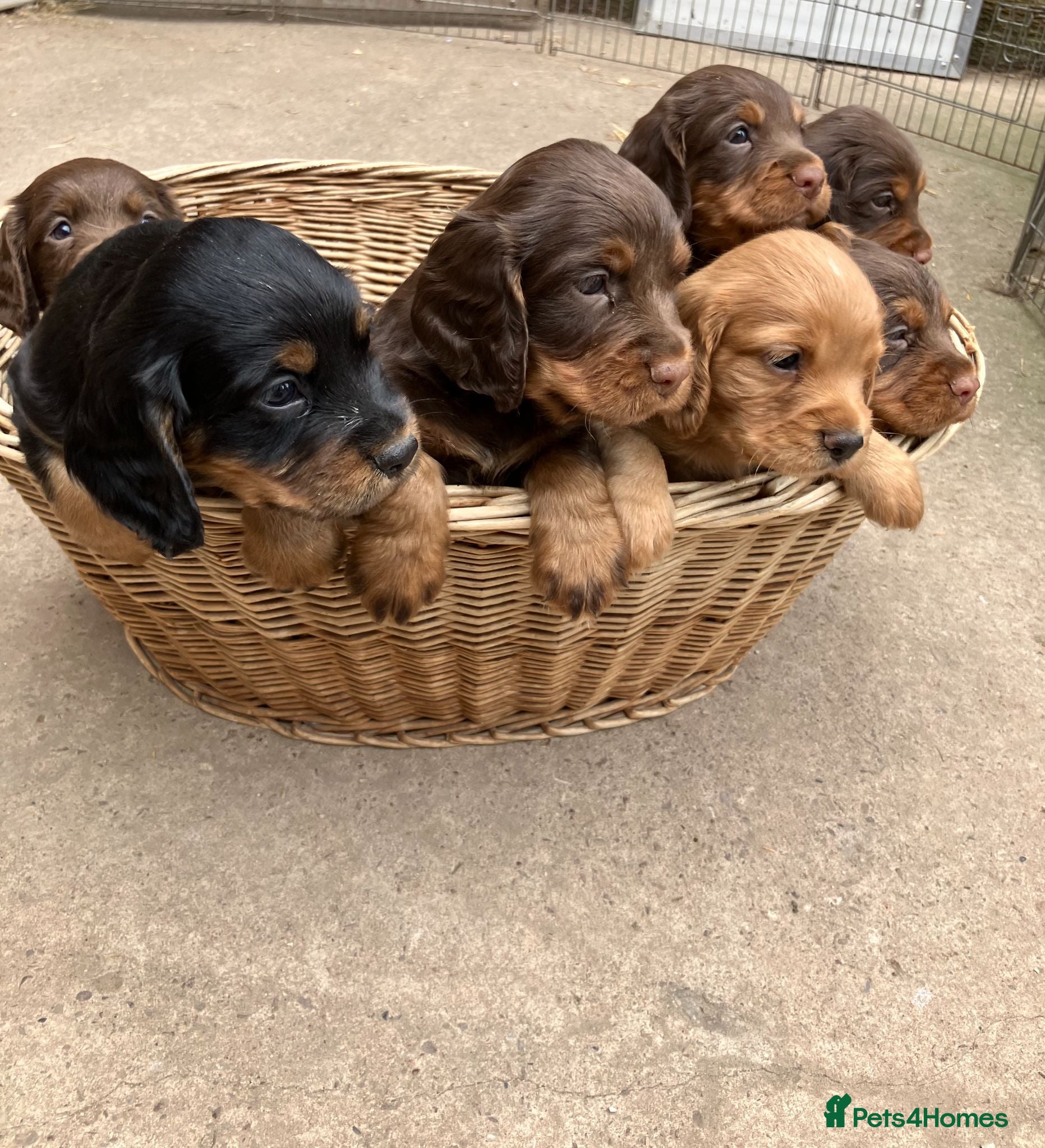 Cocker Spaniel dogs Quality Working Cocker Spaniel Pups KC reg - Advert 18