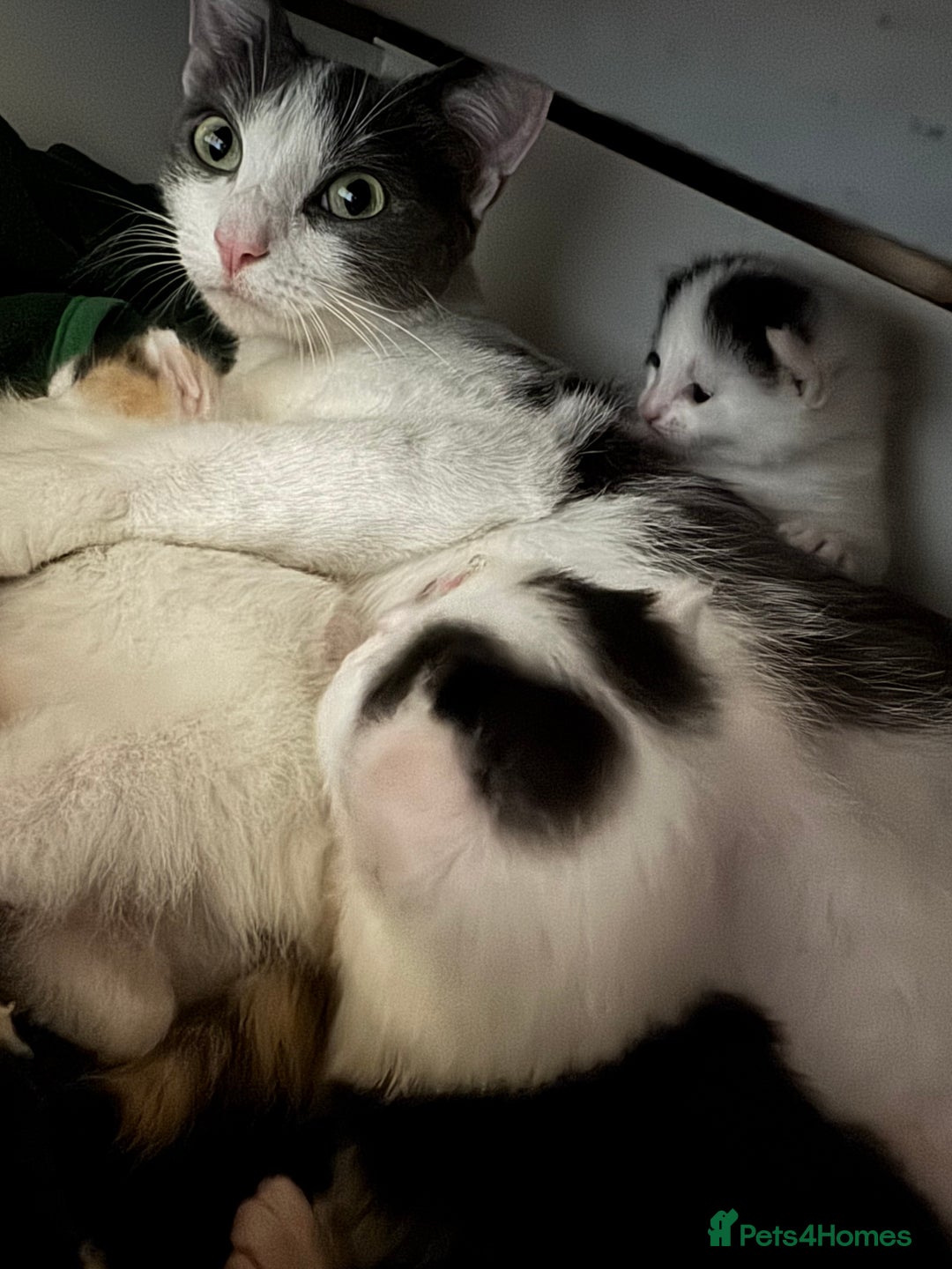 Mixed Breed cats for sale: Cute 4 kittens looking for loving home - Advert 1