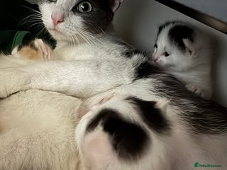 Mixed Breed cats Cute 4 kittens looking for loving home - Advert 1