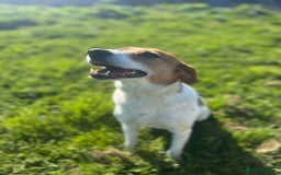 Mixed Breed dogs for adoption: Stevie, female, for foster or adoption - Image 7
