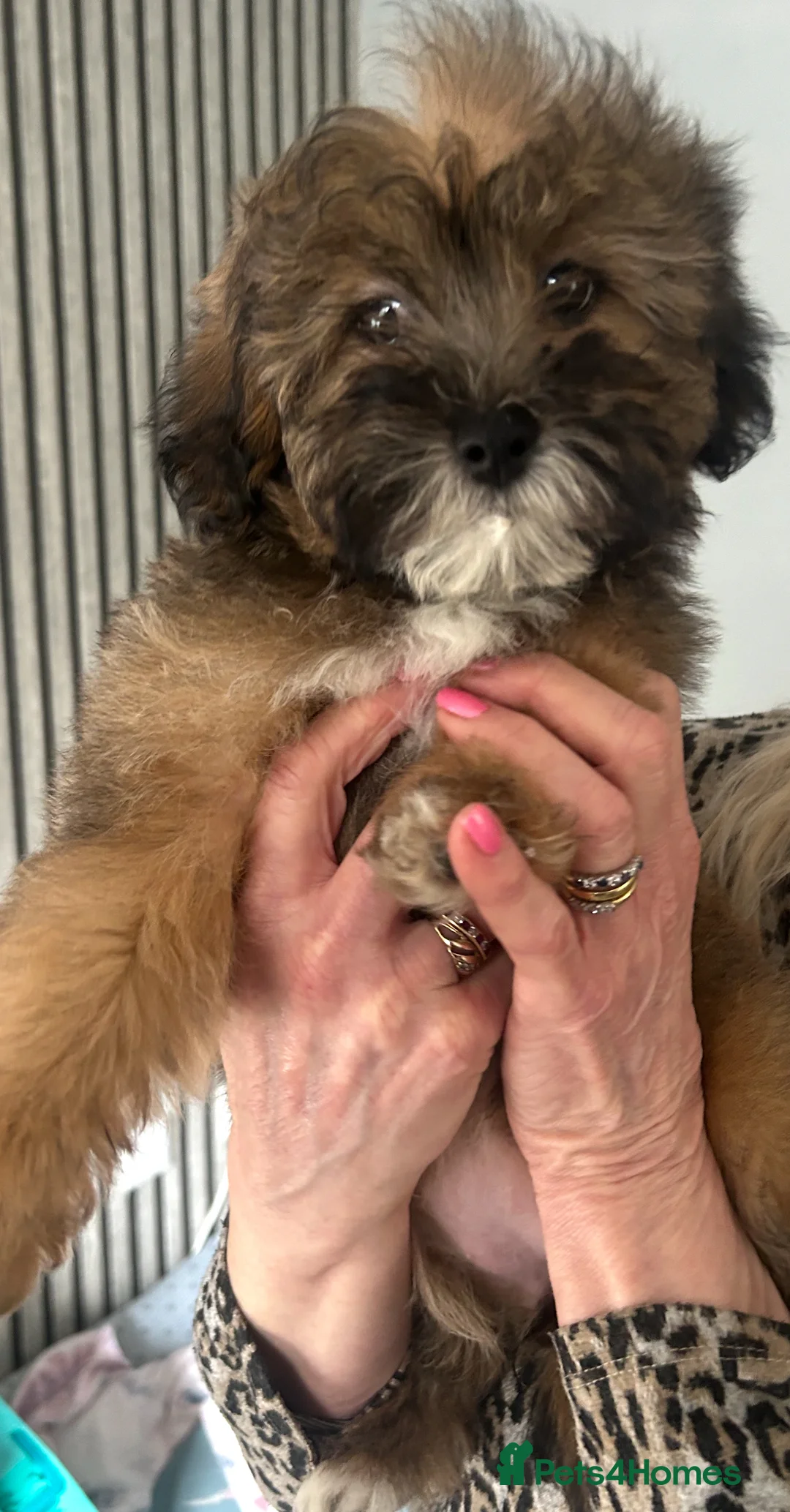 Cavapoo dogs for sale: BEAUTIFUL TOY CAVAPOOS - Advert 6