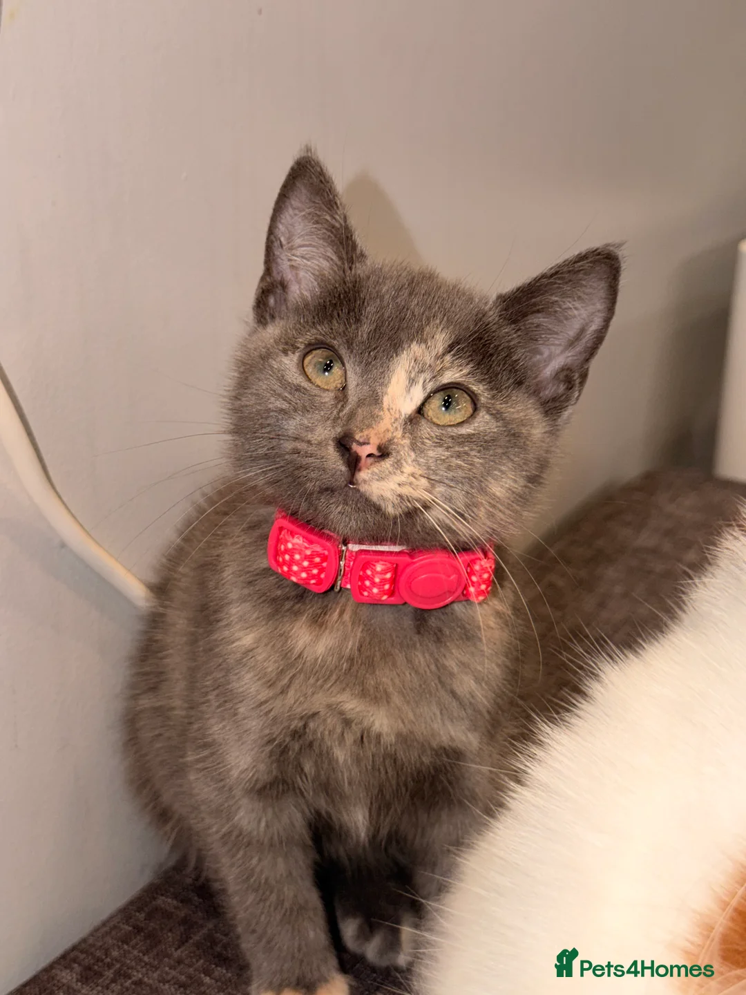 Mixed Breed cats for sale: CUTE GREY KITTEN FOR SALE !!  - Advert 2