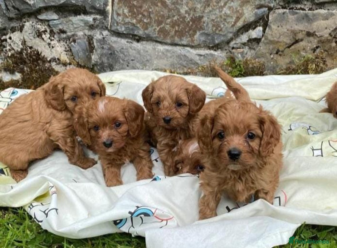 Cavapoo dogs for sale: Ruby red cavapoo puppies - Advert 1
