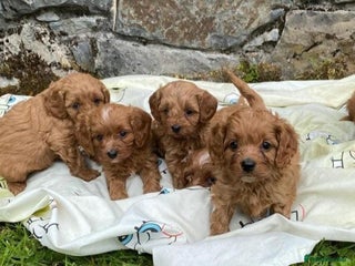 Cavapoo dogs Ruby red cavapoo puppies - Advert 1