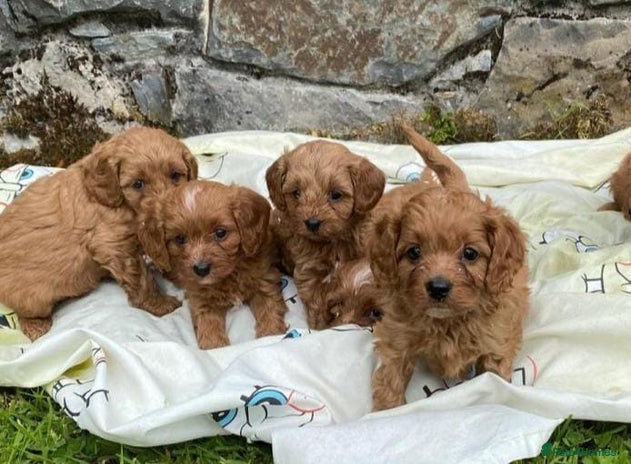 Cavapoo dogs Ruby red cavapoo puppies - Advert 1