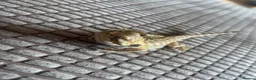 Bearded Dragon reptiles for sale: Stumpy  in Crawley - Advert 7