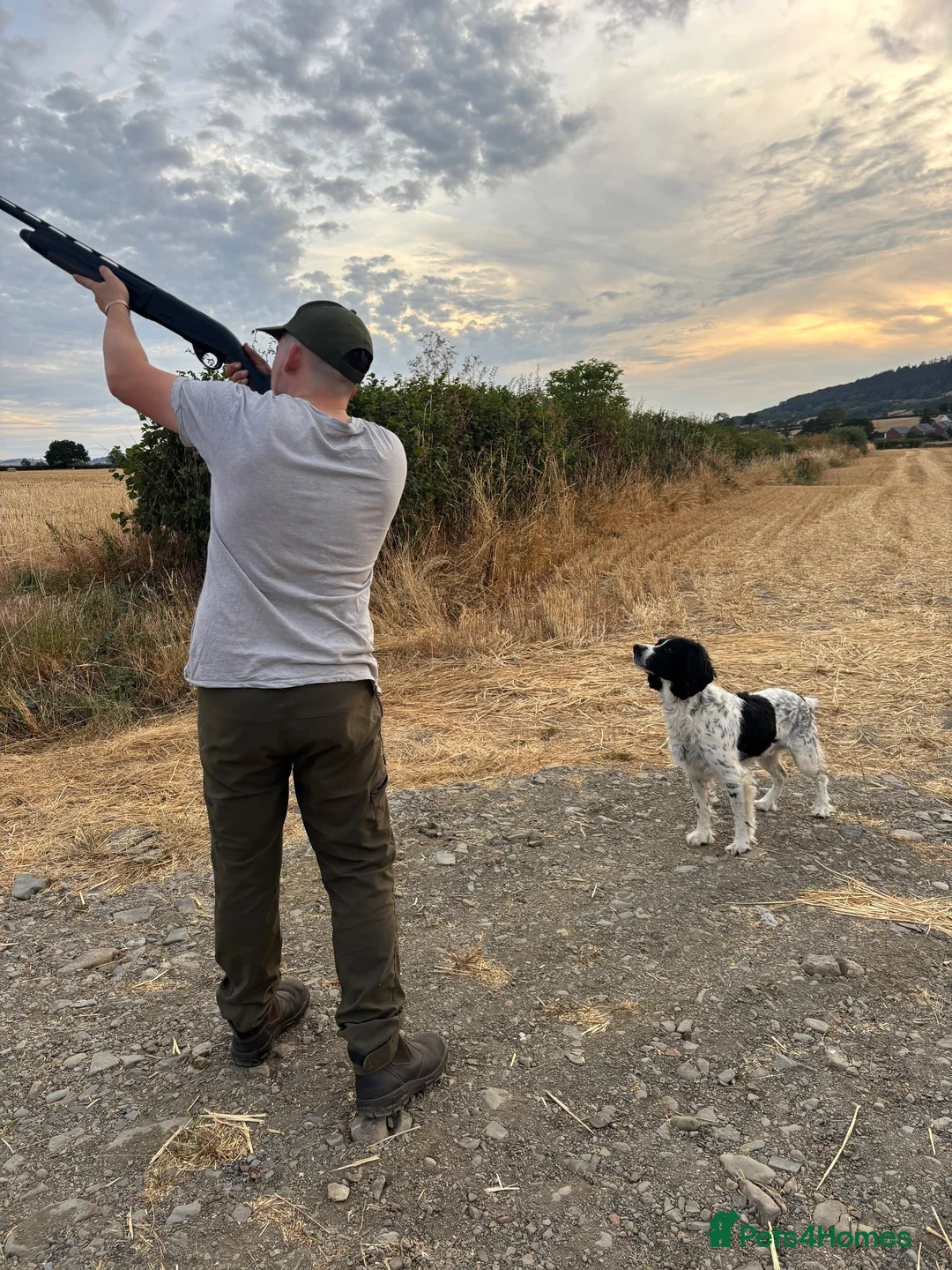 English Springer Spaniel dogs for stud: Beautiful big ESS for stud - Advert 2