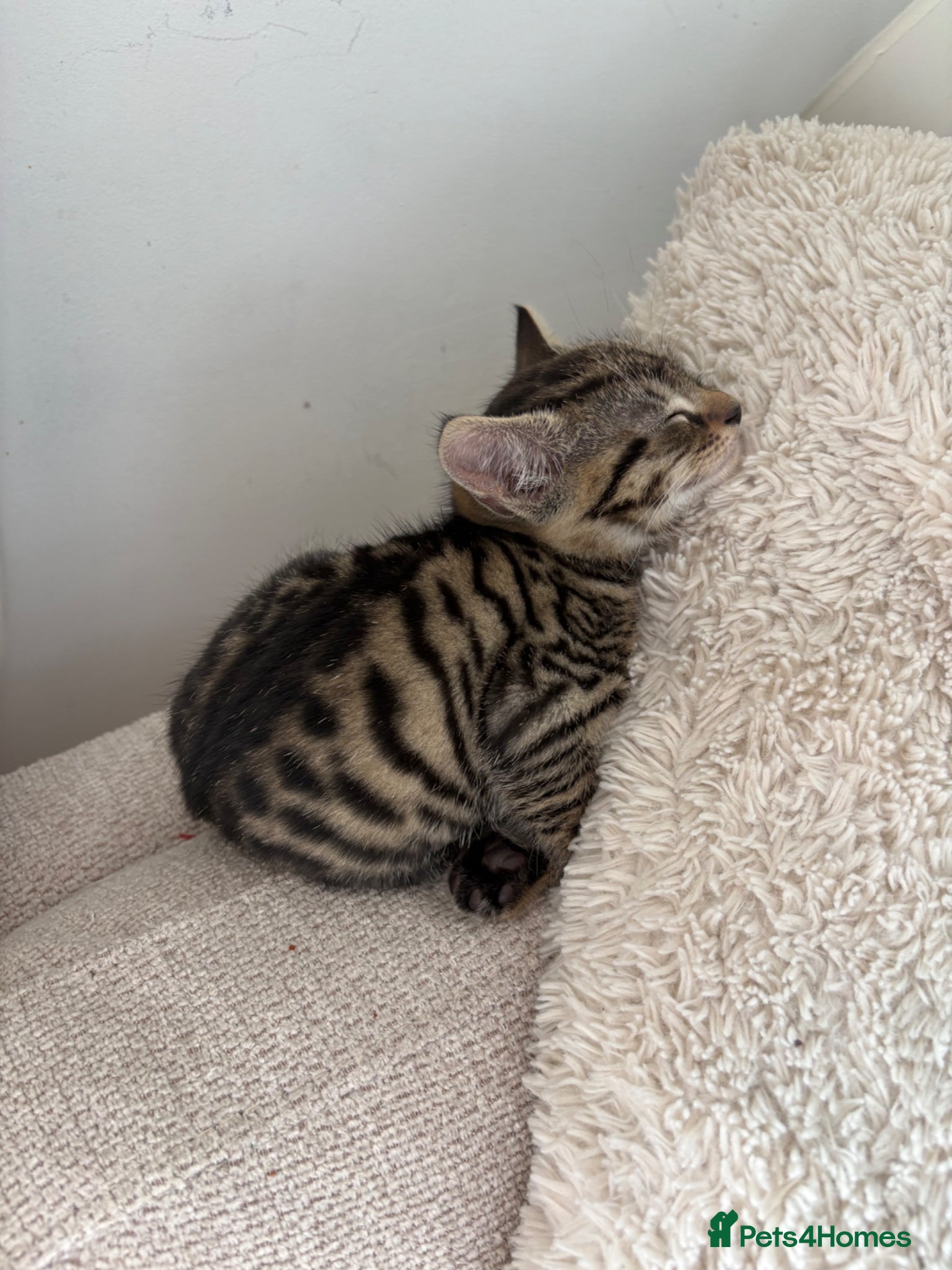 British Shorthair cats for sale: 2 Beautiful Kittens  - Advert 2