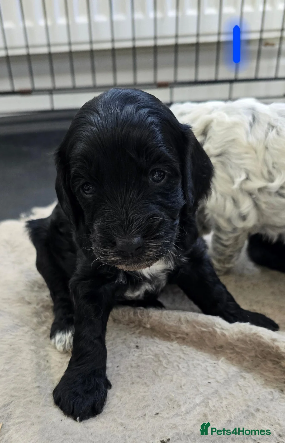 Cockapoo dogs for sale: Cockapoo puppies  in Dartford - Advert 2