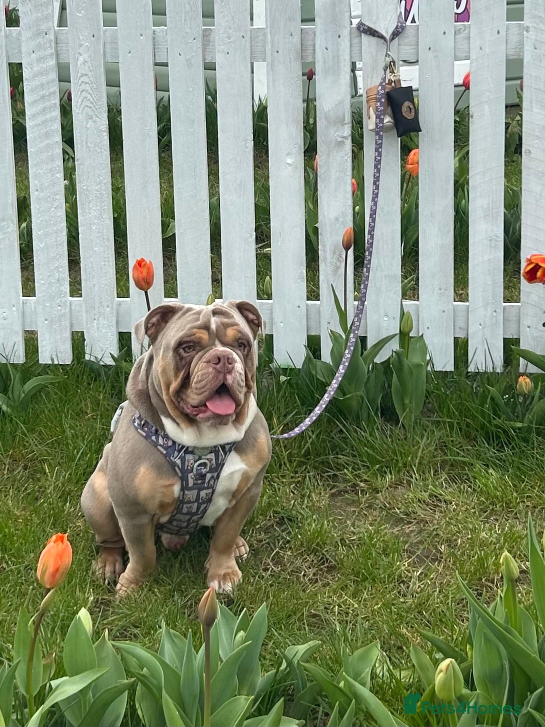 Olde English Bulldogge dogs  STUD-lilac olde english bulldogge! - Advert 5