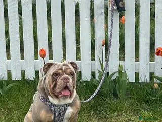 Olde English Bulldogge dogs STUD-lilac olde english bulldogge! - Advert 5