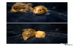 Guinea Pig rodents for sale: Baby male Guinea pigs  - Image 1