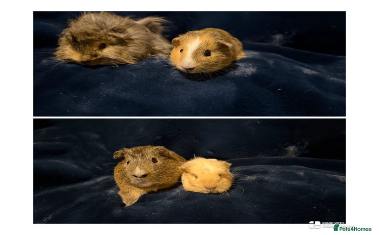 Guinea Pig rodents - Advert 4