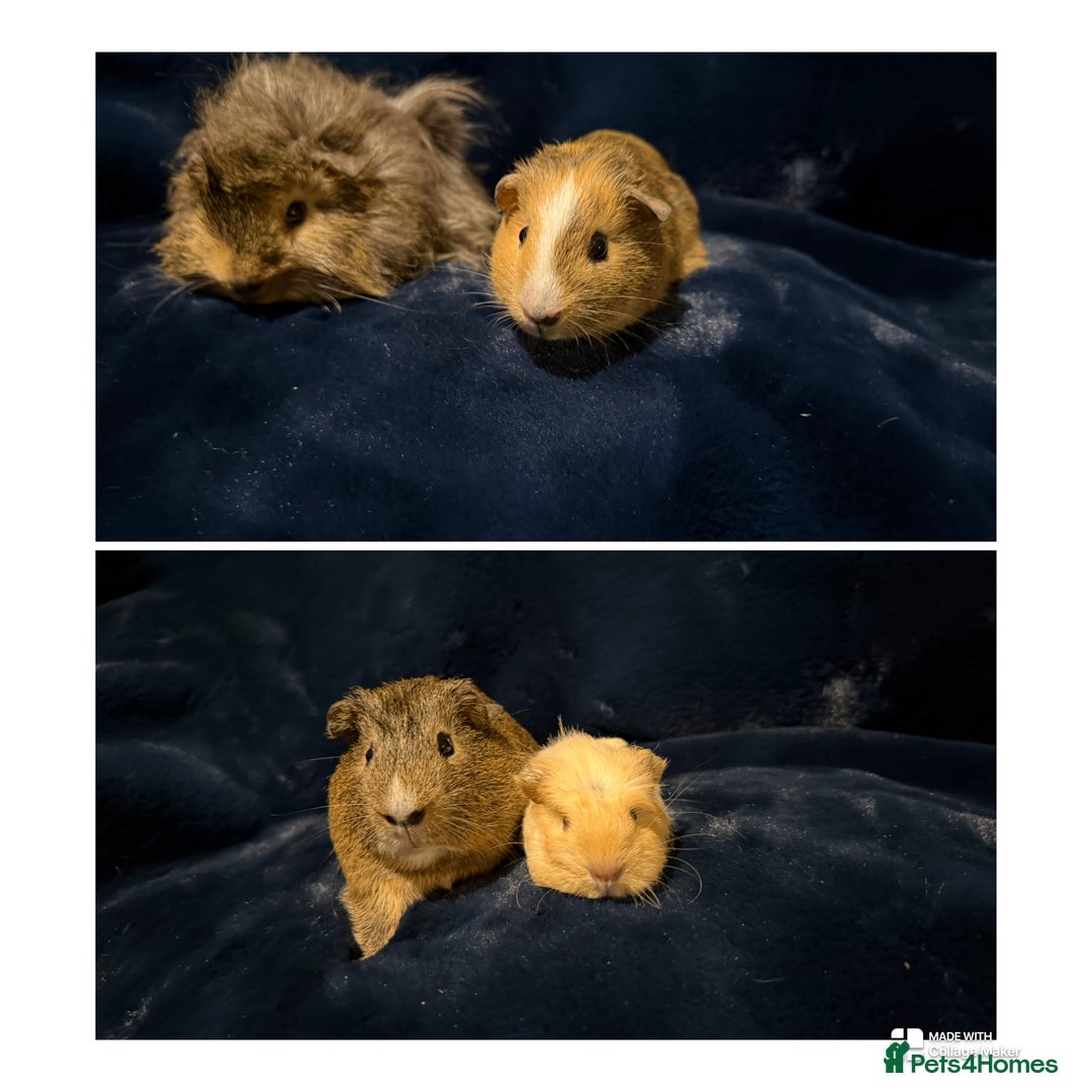 Guinea Pig rodents for sale: Baby male Guinea pigs  - Image 1